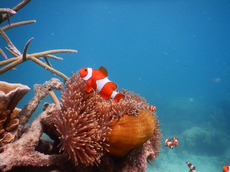foto Spot Nemo 