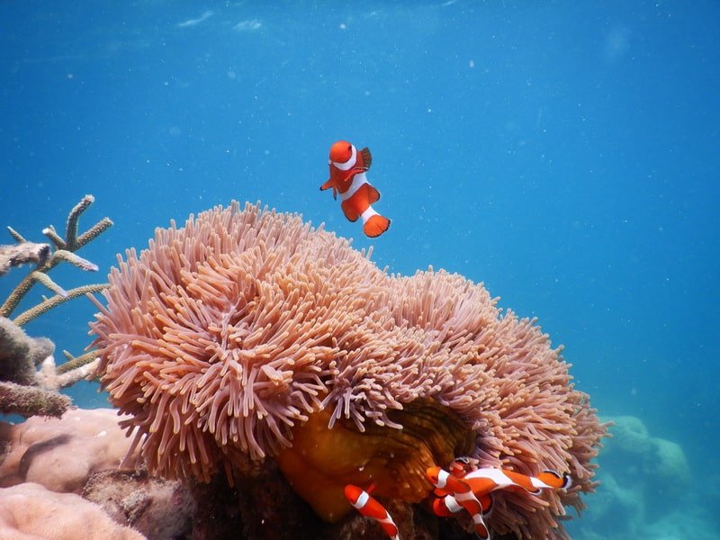 foto Spot Nemo 