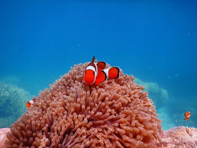 Spot Nemo 